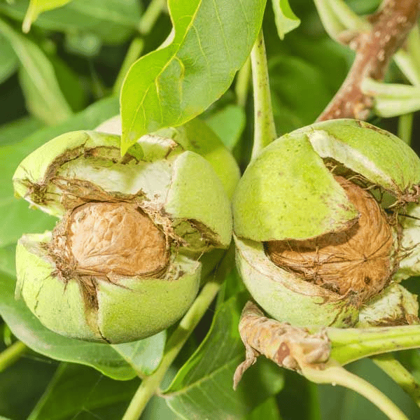 Plants Villa - Hybrid Walnut Akhrot Grafted Fruit Plant Plants Villa - Hybrid Walnut Akhrot Grafted Fruit Plant