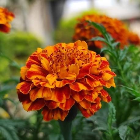Plants Villa - French Marigold Red Plants Villa - French Marigold Red