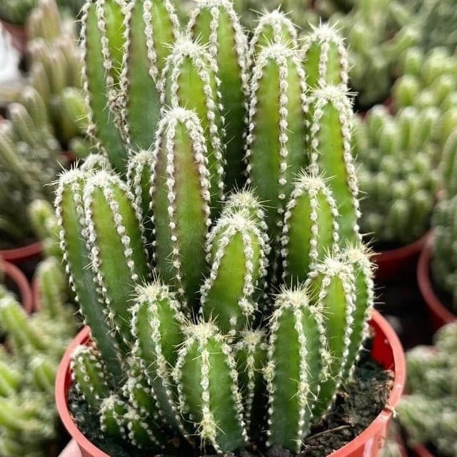 ... ...