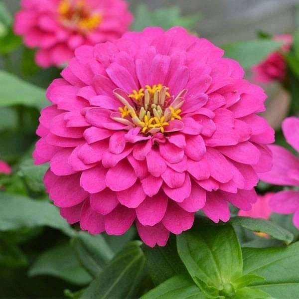 Plants Villa - Zinnia Flower Plant Purple Next One Purple