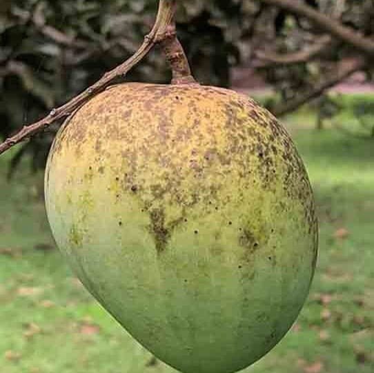 Plants Villa - Himsagar Mango | Grafted Fruit Plant Plants Villa - Himsagar Mango | Grafted Fruit Plant