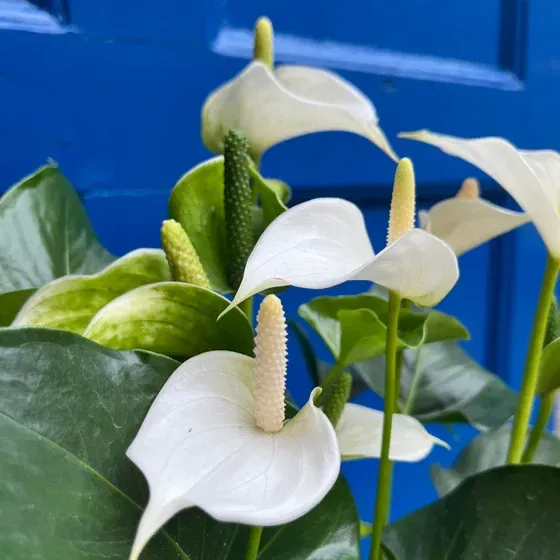 Plants Villa - Anthurium Andreanum Gift Plant White (PV13432)