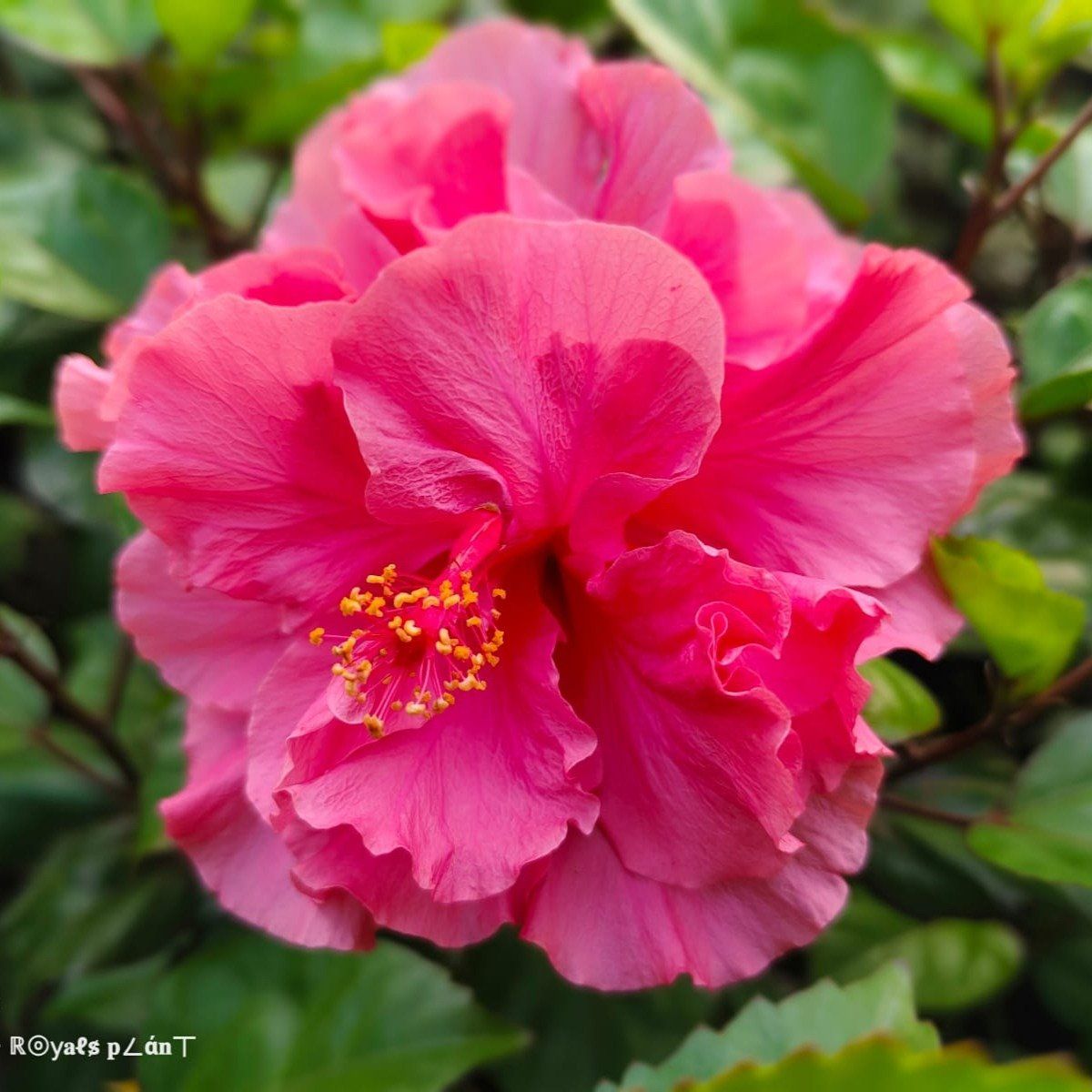 Plants Villa - Double Petal Grafted Hibiscus Flower Plant Pink