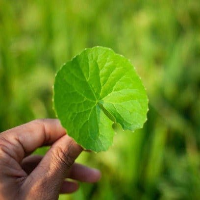 Plants Villa - Centella Asiatica Brahmi Big Leaf Herbs Plant