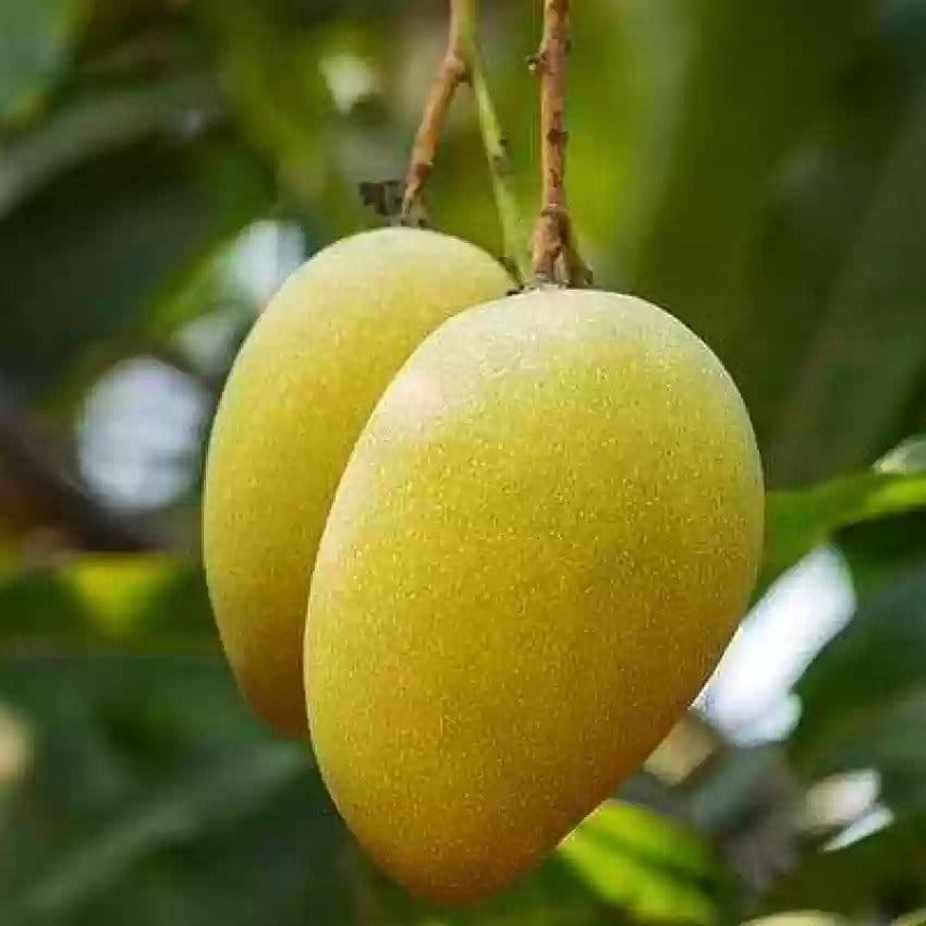 Plants Villa - Honeydew Grafted Mango Fruit Plant