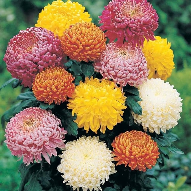 Plants Villa - Combo Pack Mixed Chrysanthemum Chandramallika Flower Plant  (6 Colours)