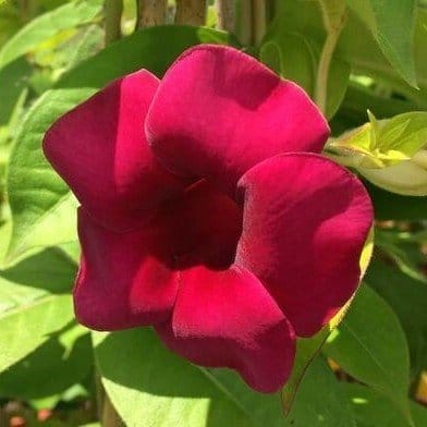 Plants Villa - Hybrid Allamanda Flower Plant Expensive Red Plants Villa - Hybrid Allamanda Flower Plant Expensive Red