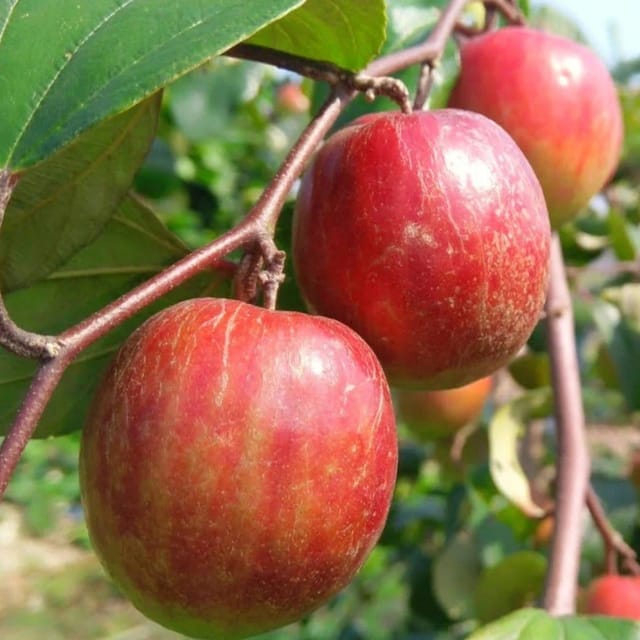 Plants Villa - Alltime Kashmiri Apple Ber Grafted Fruit Plant