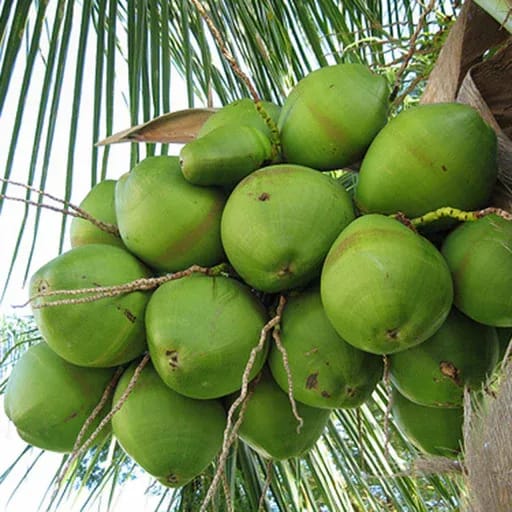 Plants Villa - Indian Coconut Fruit Plant Plants Villa - Indian Coconut Fruit Plant