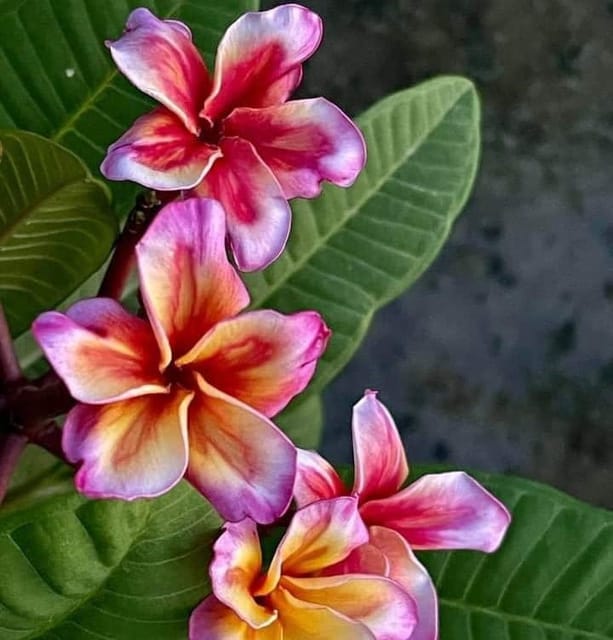 Plants Villa - Dwarf Variety Pulmeria Flower Plant (PV15851)