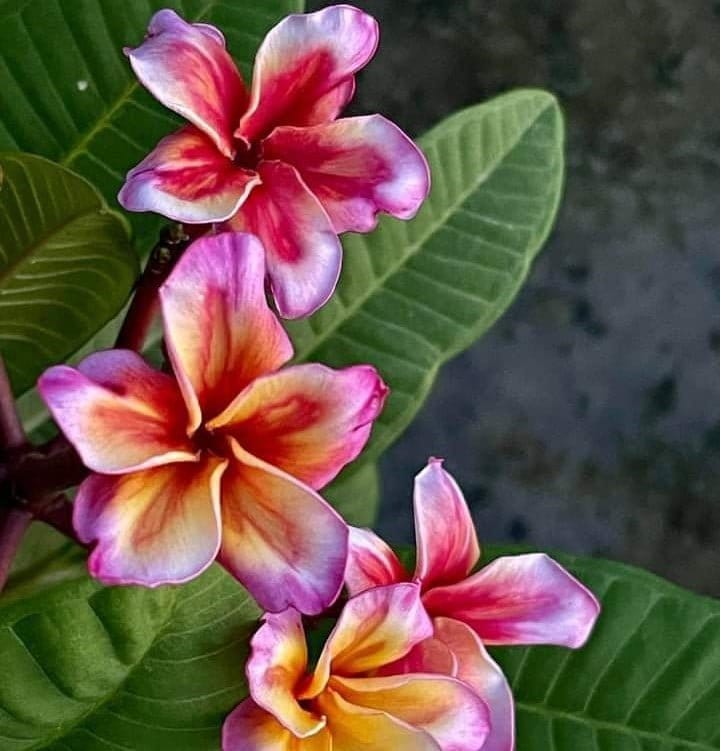 Plants Villa - Dwarf Variety Pulmeria Flower Plant (PV15851)