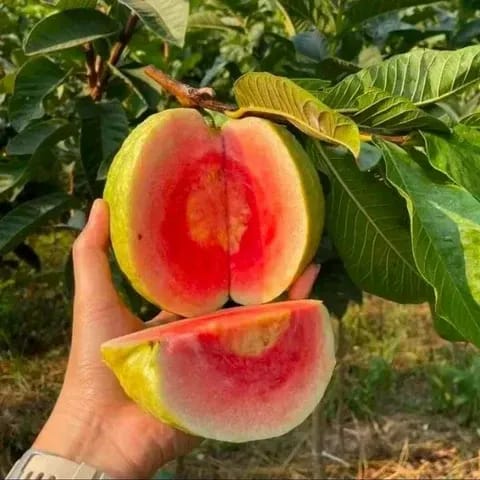 Plants Villa - Red Diamond All Time Gauva | Grafted Fruit Plant
