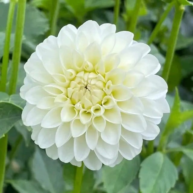 Plants Villa - Dahlia Flower Plant White