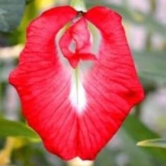 Plants Villa - Aparajita Flower Plant Red