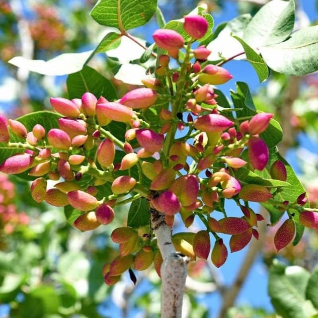 Plants Villa - Pistachio Grafted & Hybrid Fruit Plant