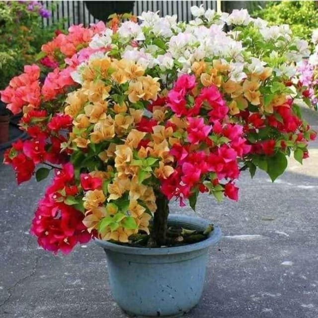 Plants Villa - Multigrafted Bougainvellia Flower Plant (5 Colours) (PV19311)