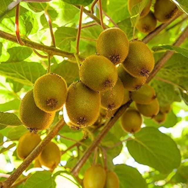 [Plants Glory] Kiwi | Grafted & Hybrid Fruit Plant