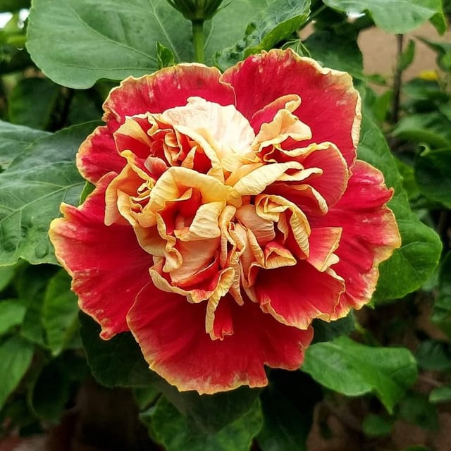 [Plants Glory] Double Petal Variety Grafted Hibiscus Flower Plant (PG-100713)