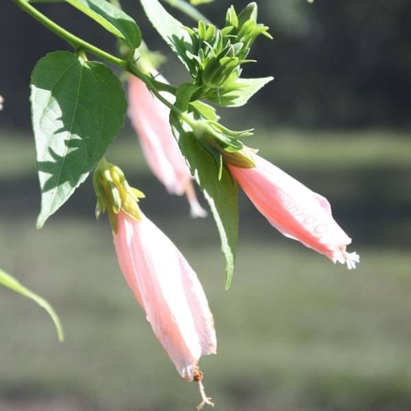 [Plants Glory] Sleeping Hibiscus Malvaviscus Flower Plant Baby Pink
