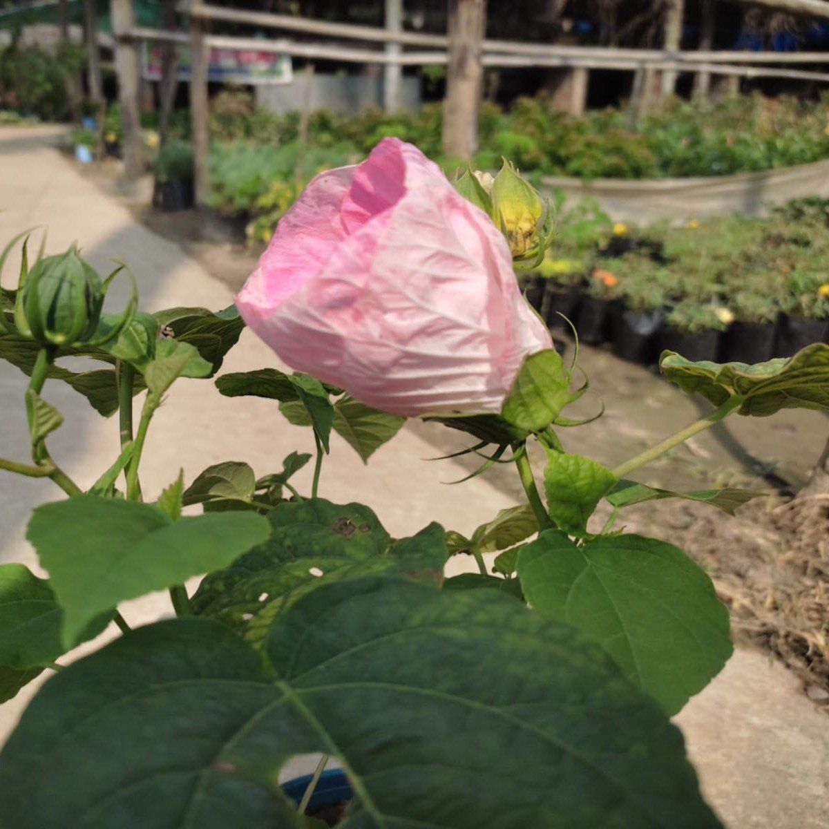 [Plants Glory] Lantern Hibiscus Flower Plant Pink (PG-100726)