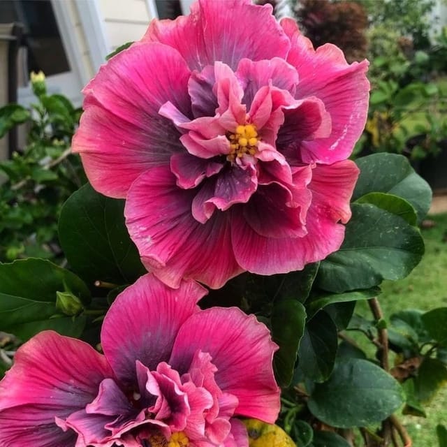 [Plants Glory] Double Petal Variety Grafted Hibiscus Flower Plant (PG-100732)
