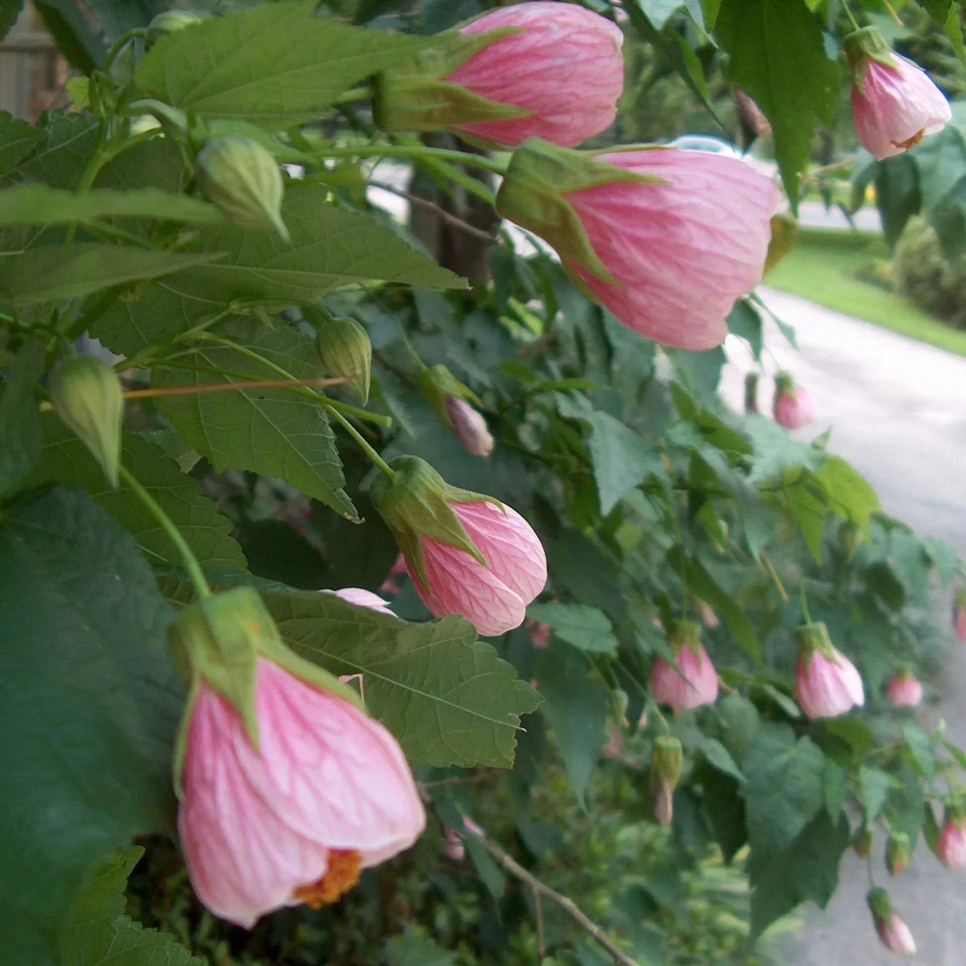 [Plants Glory] Lantern Hibiscus Flower Plant Pink (PG-100734)