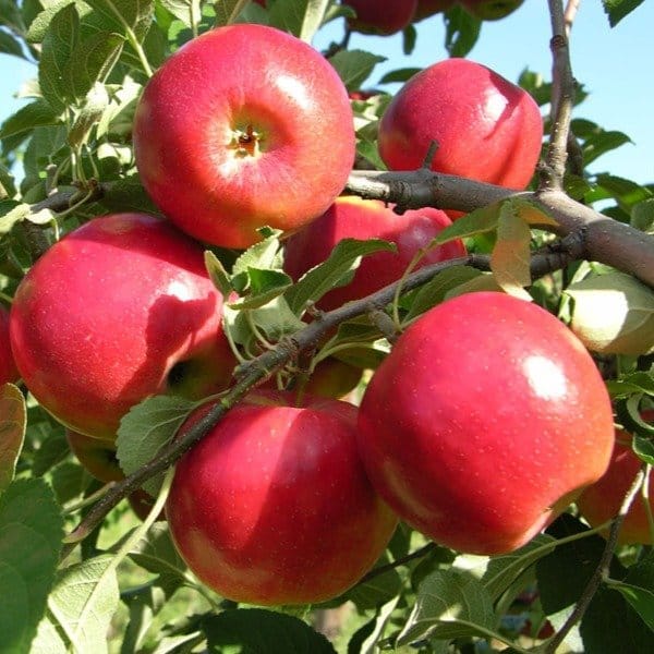 [Plants Glory] Apple Hrmn-99 Grafted Fruit Plant