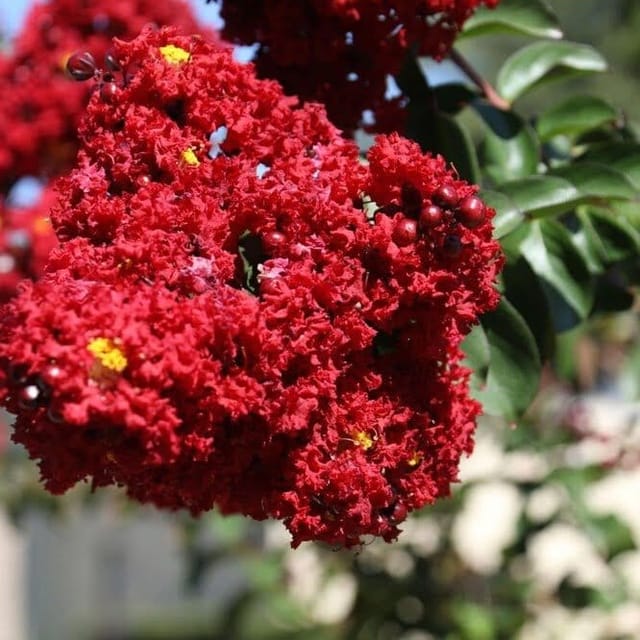 [Plants Glory] Lagerstroemia Furush Flower Plant Red