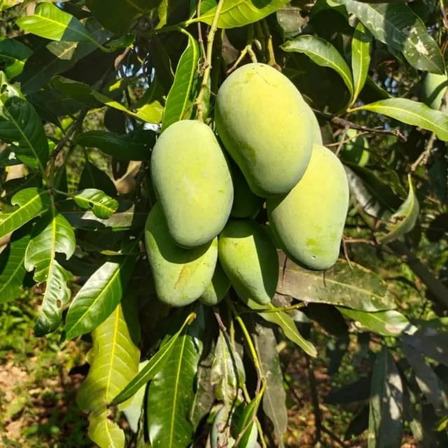 [Plants Glory] Thai All Time Baramasi Mango Aam Grafted Fruit Plant (Height 1.5-2.5 Feet) Hybrid All Season Variety Fruiting After 6 Month (12-Month Mango) Sweet, Mildly Tangy Taste | For Home & Garden
