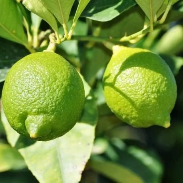 [Plants Glory] All Time Kagaji Lemon/Nimbu Fruit Plant (Height 1-2 Feet) Lemon Orignal Hybrid Layering / Grafted Fruit Plant| Strong Tangy Flavor | Home Garden Outdoor