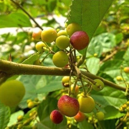 [Plants Glory] Thai Variety Phalsa Hybrid Fruit Plant