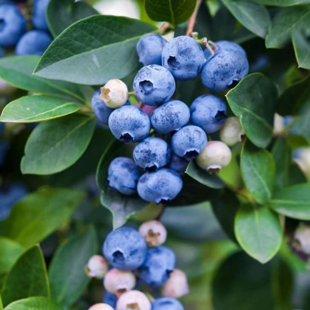 [Plants Glory] Blueberry Fruit Plant