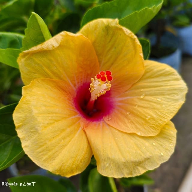 [Plants Glory] Rosasinensis Hibiscus Flower Plant Yellow