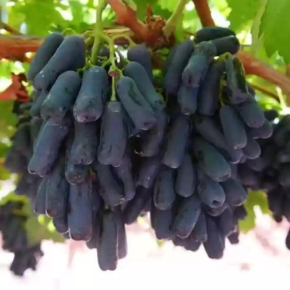 [Plants Glory] Thai Variety Seedless Black Grapes Fruit Plant