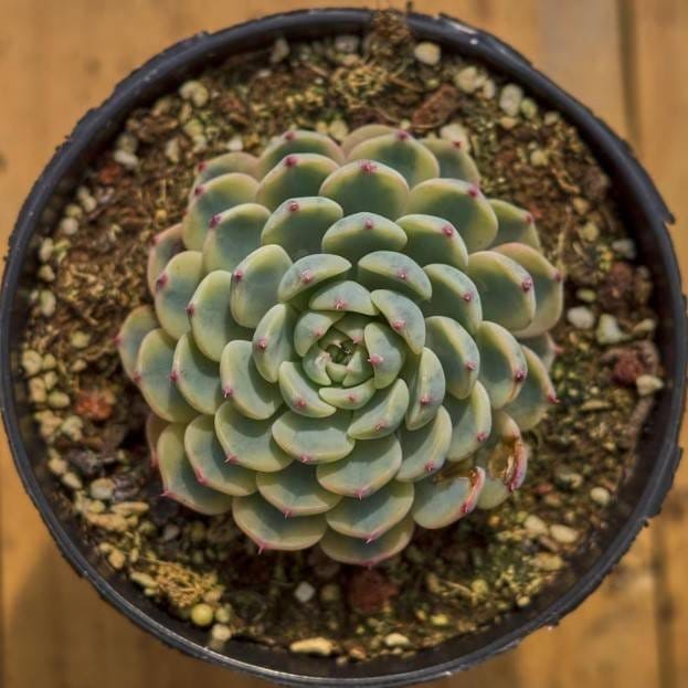 [Plants Glory] Echeveria Minima Verigated Live Sacculent Plant
