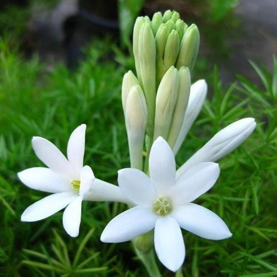 [Plants Glory] Tube Rose Live Flower Plant White