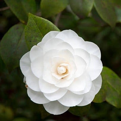 [Plants Glory] Camellia Flower Plant White
