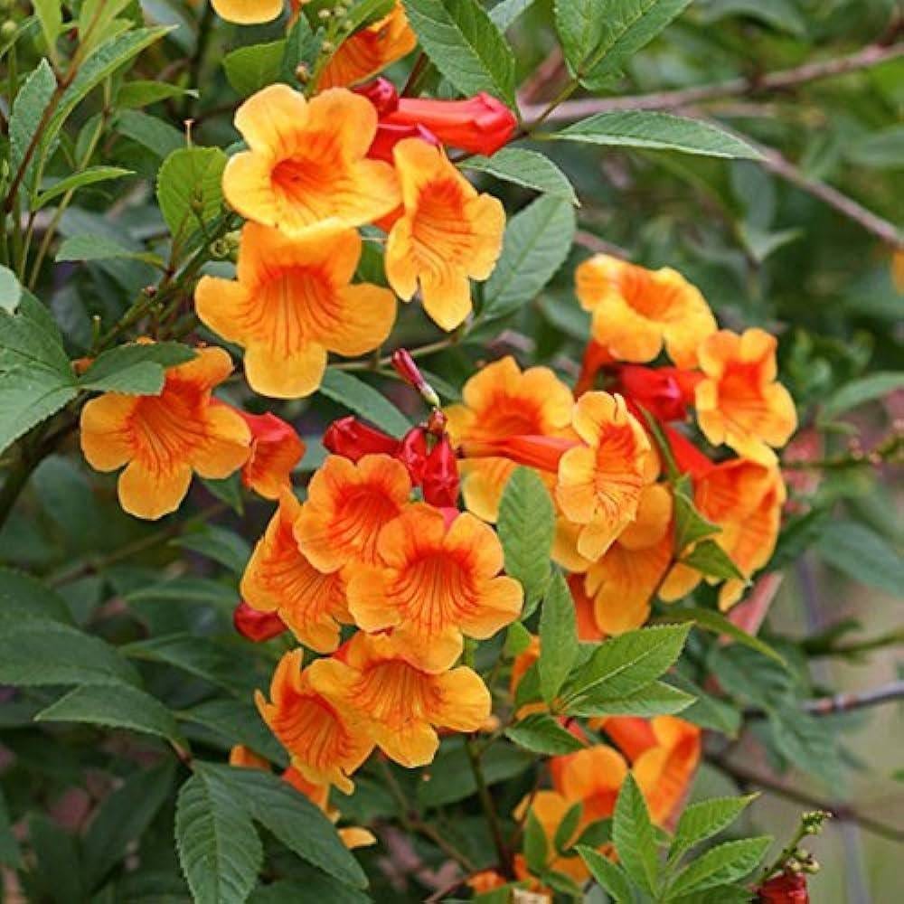 [Plants Glory] Tecoma Flower Plant Orange