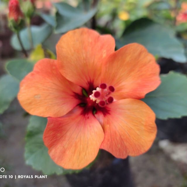 [Plants Glory] Miniature Hibiscus Flower Plant Orange