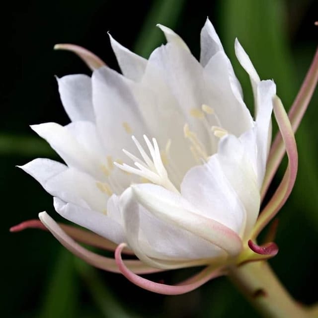 [Plants Glory] Brahma Kamal Flower Plant White