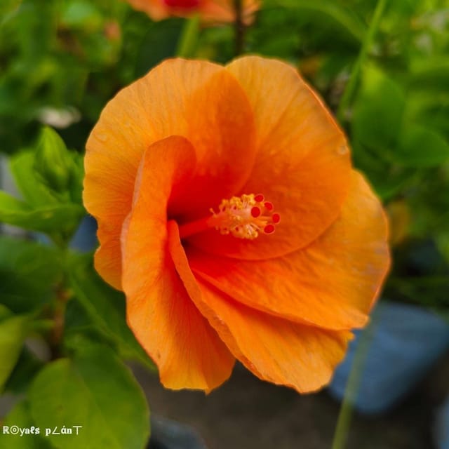 [Plants Glory] Moscheutos Mallow Large Petal Hibiscus Flower Plant Orange