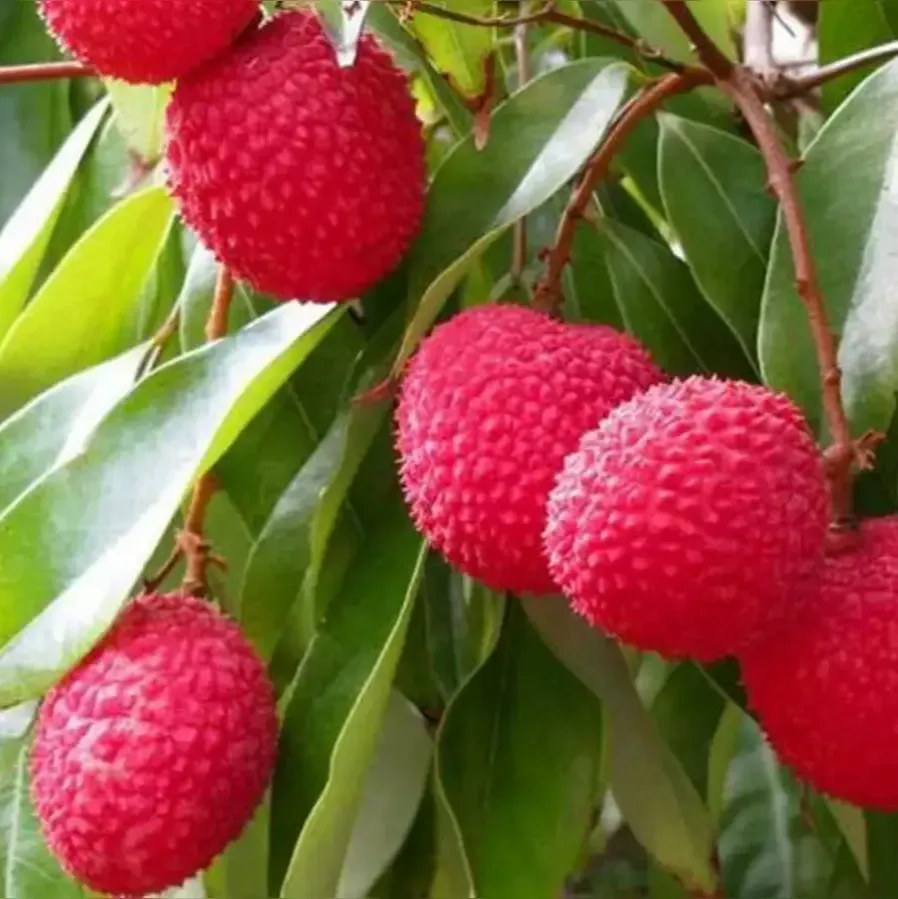[Plants Glory] Muzaffarpur Shahi Litchi Hybrid Fruit Plant (Lychee)