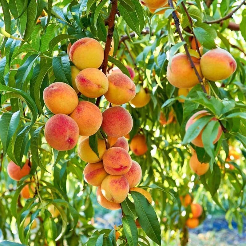 [Plants Glory] Peach Grafted & Hybrid Fruit Plant