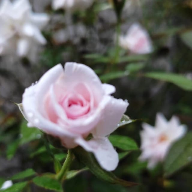 [Plants Glory] Climbing Rose Flower Plant White (PG-100627)