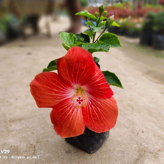 [Plants Glory] American Variety Grafted Hibiscus Flower Plant (PG-100635)