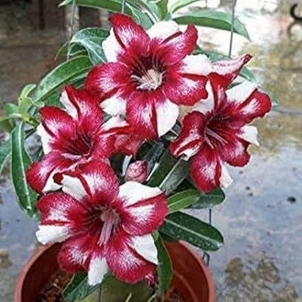 [Plants Glory] Adenium Flower Plants (Combo Pack Of 6) (PG-100636)