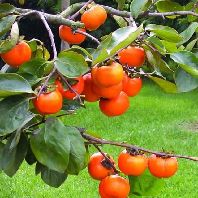 [Plants Glory] Persimmon Grafted & Hybrid Fruit Plant