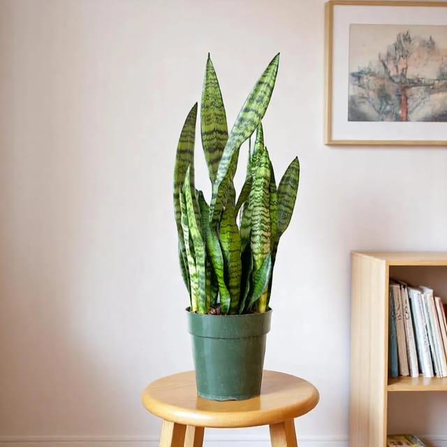 [Plants Glory] Snake Plant (Large One)