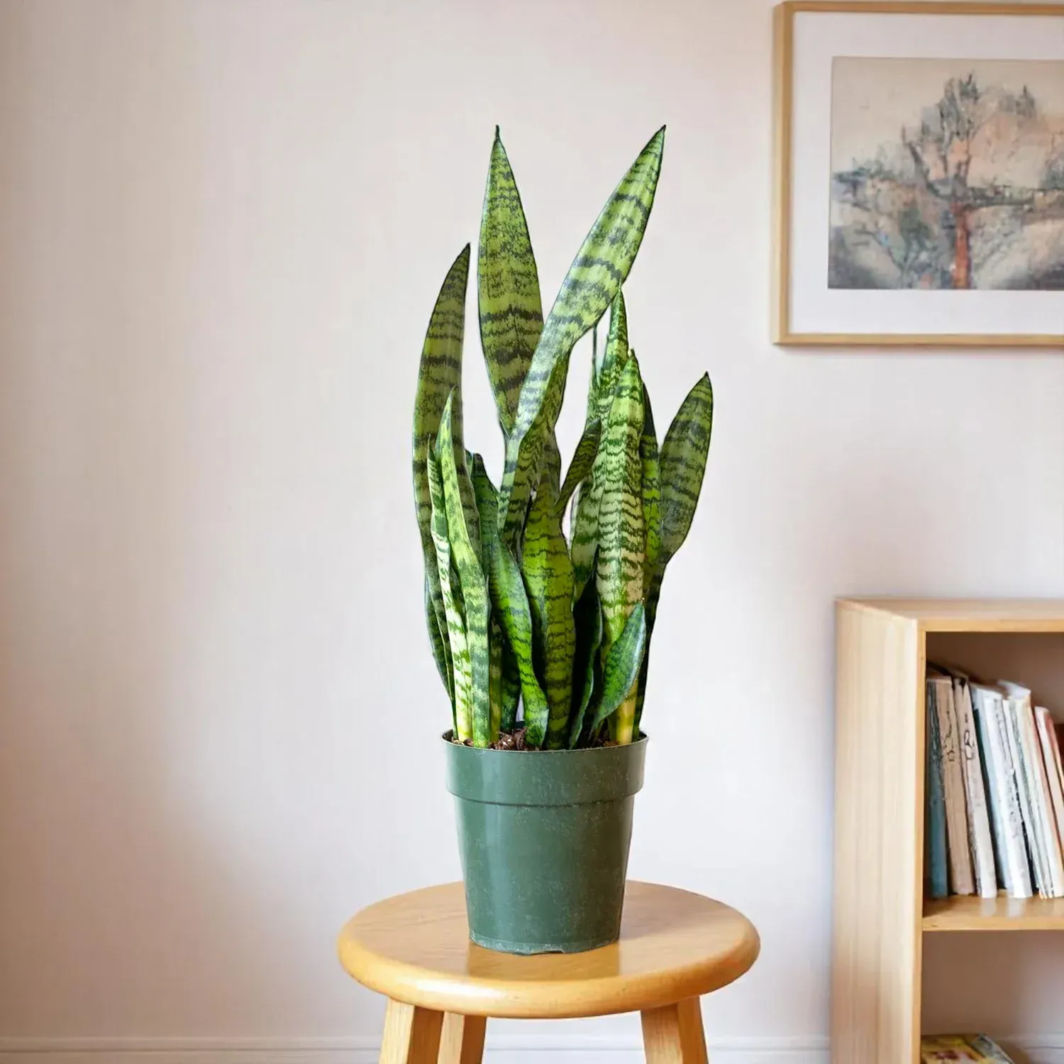 [Plants Glory] Snake Plant (Large One)