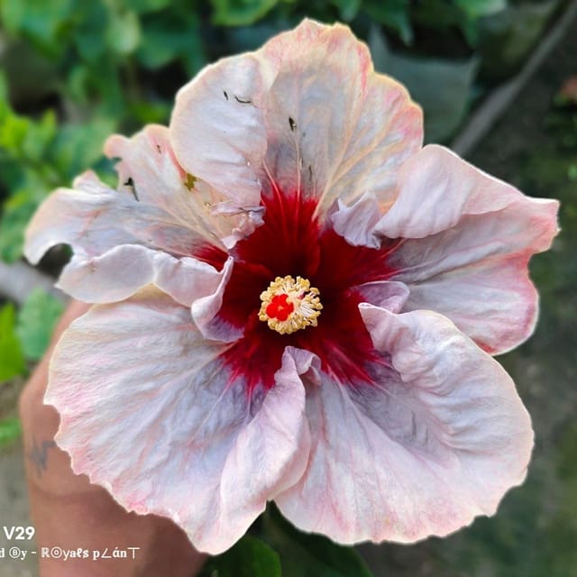 [Plants Glory] Australian Variety Big Leaves Hibiscus Flower Plant